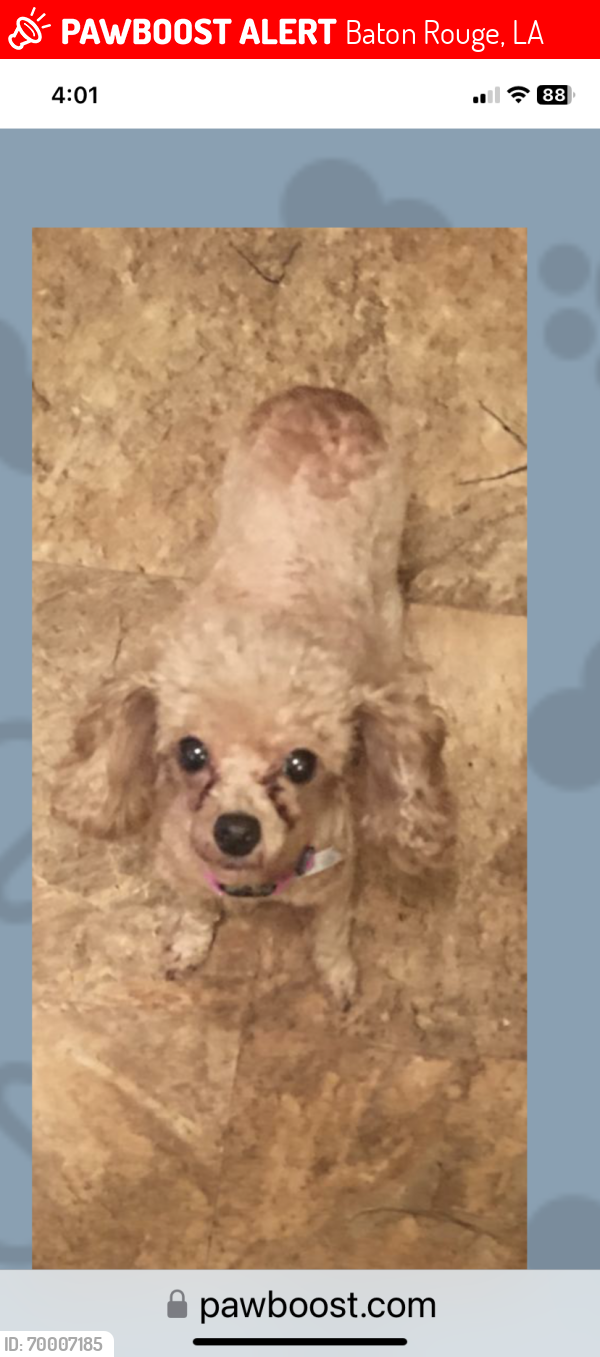 Lost Female Dog last seen Myrtlewood & Glen Echo, Baton Rouge, LA 70812