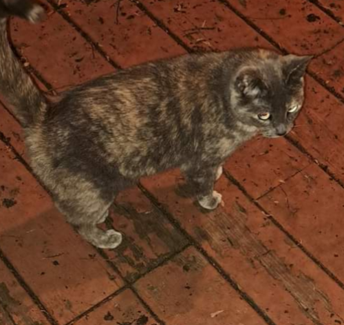 Lost Female Cat last seen Custer an grenshaw, Rockford, IL 61101
