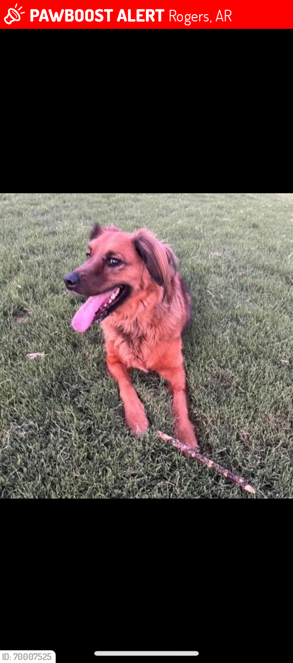 Lost Male Dog last seen New Hope Rd and Dixieland , Rogers, AR 72758