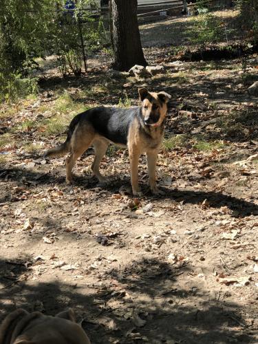 Lost Male Dog last seen Mabelvale pike (stop n smoke store) and gum spring road , Little Rock, AR 72209