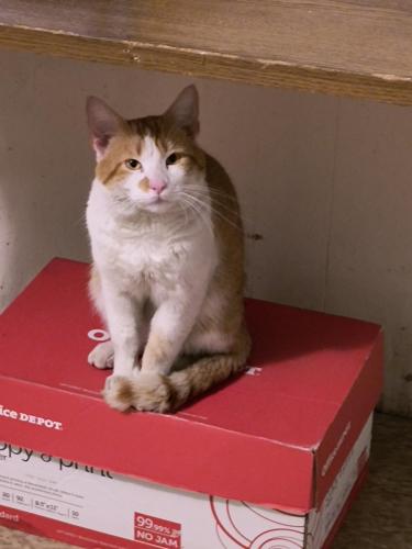 Lost Male Cat last seen Fullerton and Long Avenue , Chicago, IL 60639