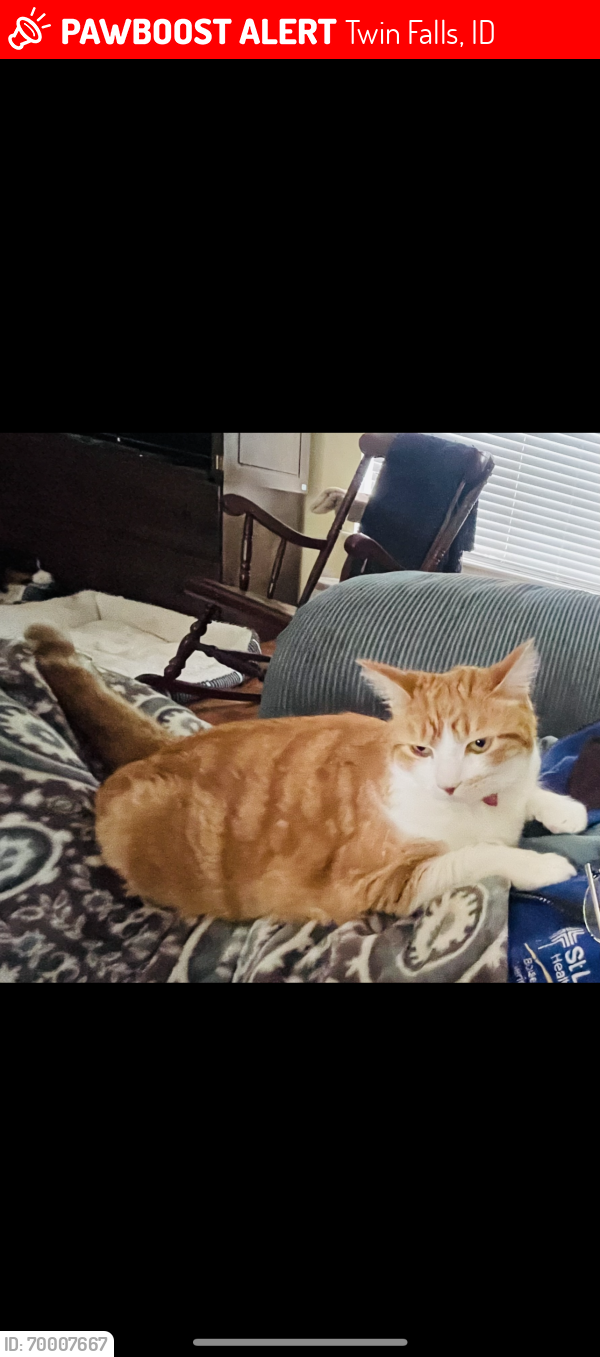 Lost Male Cat last seen Elizabeth boulevard, Twin Falls, ID 83301