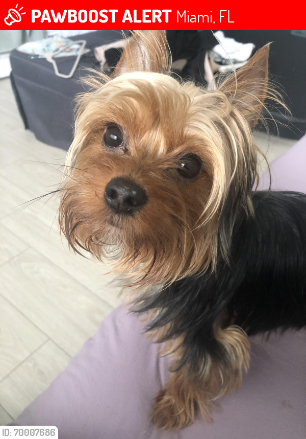 Lost Male Dog last seen Near st and 92 ave sw, Miami, FL 33173