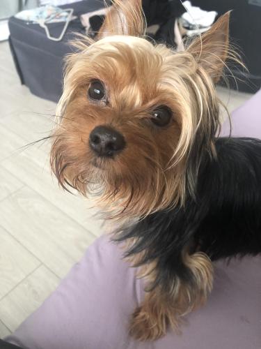 Lost Male Dog last seen Near st and 92 ave sw, Miami, FL 33173