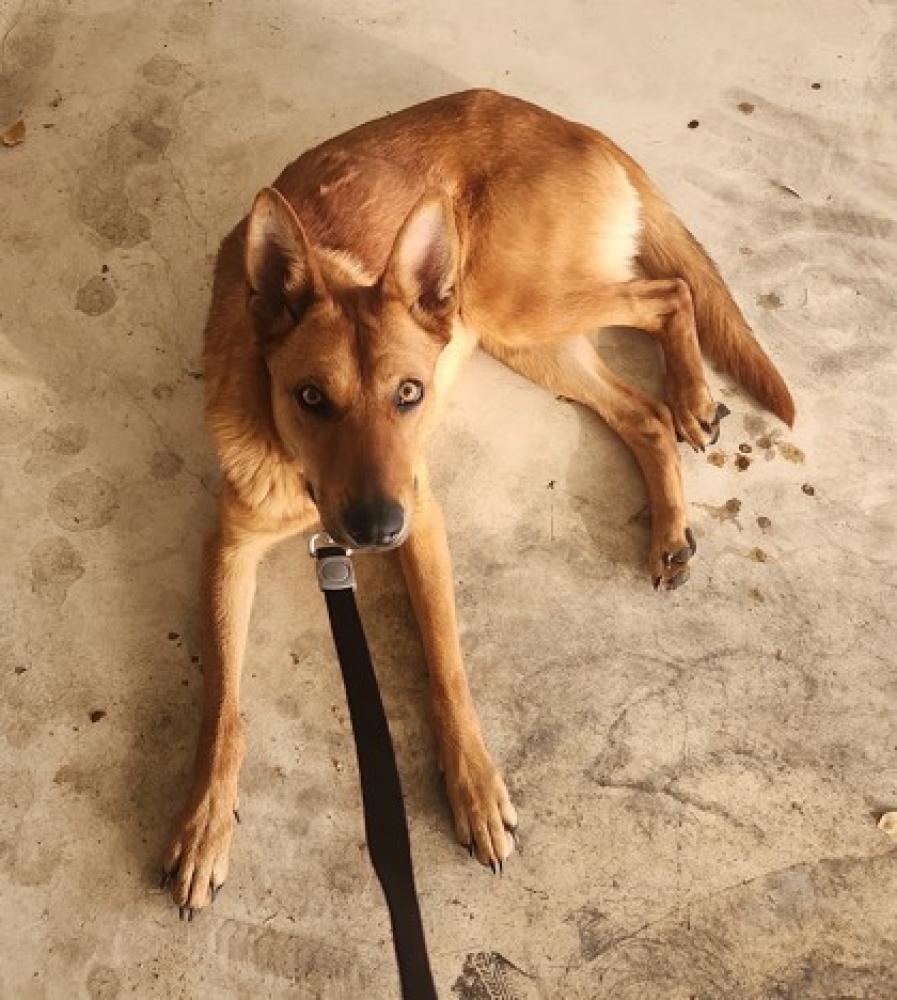 Shelter Stray Female Dog last seen San Antonio, TX 78253, San Antonio, TX 78229