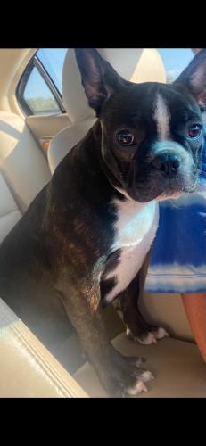 Lost Male Dog last seen Refuge rd, Columbus, OH 43232