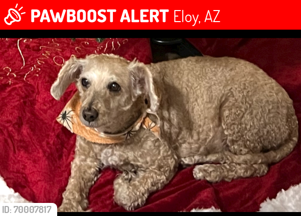 Lost Female Dog last seen Catalina dr. Eloy az, Eloy, AZ 85131