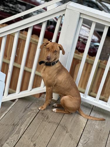 Lost Female Dog last seen Green valley Dr., Wilmington, NC 28412