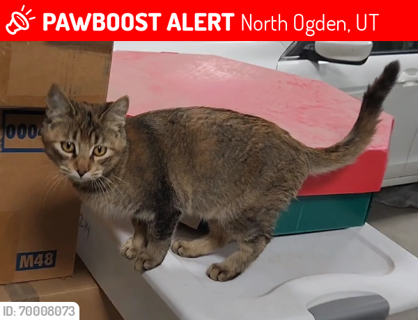 Lost Female Cat last seen Near E 2600 N, North Ogden, UT 84414