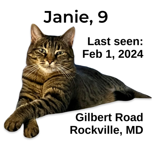 Lost Female Cat last seen Gilbert Rd and Gilscot Pl, Rockville, MD 20851