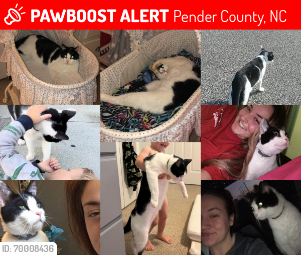 Lost Female Cat last seen kiwanis park, NTES , Pender County, NC 28443