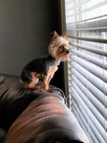 Lost Male Dog last seen Glenwood and westacres, Joliet, IL 60435