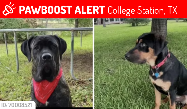 Lost Male Dog last seen Rock Prairie - Carter Lake, College Station, TX 77845