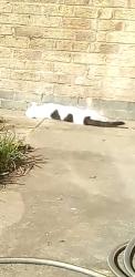 Lost Female Cat last seen M54, Featherstone, England WV10 7BG