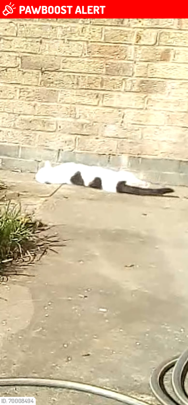 Lost Female Cat last seen M54, Featherstone, England WV10 7BG