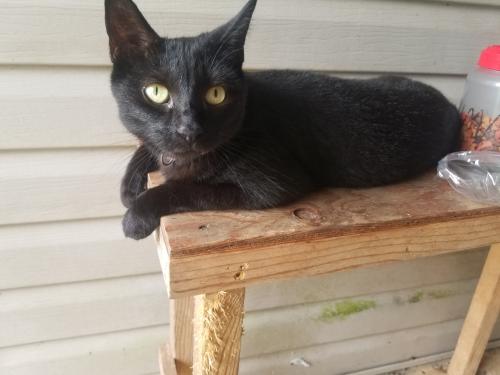 Lost Female Cat last seen Hood Dr. And Palafox St., Pensacola, FL 32534