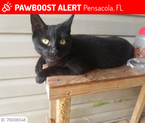 Lost Female Cat last seen Hood Dr. And Palafox St., Pensacola, FL 32534