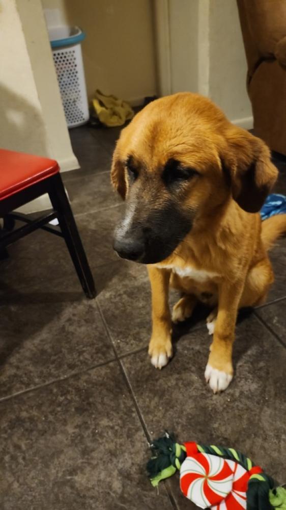 Shelter Stray Male Dog last seen San Antonio, TX 78234, San Antonio, TX 78229