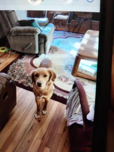 Lost Male Dog last seen Saylor lake rd in bakersville n.c, Mitchell County, NC 28705