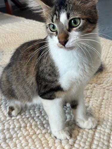 Lost Female Cat last seen Franklin Ave/Hawthorne Ave, River Forest, IL 60305