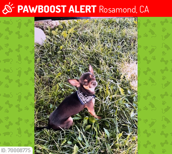 Lost Female Dog last seen Near 15th st West Rosamond CA 93560, Rosamond, CA 93560