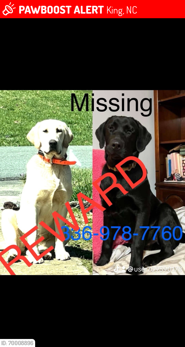 Lost Male Dog last seen Brentwood , King, NC 27021