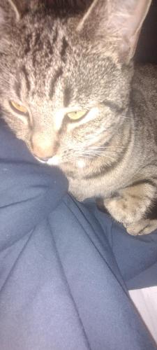 Lost Female Cat last seen Holley pond Rd , Aiken County, SC 29006