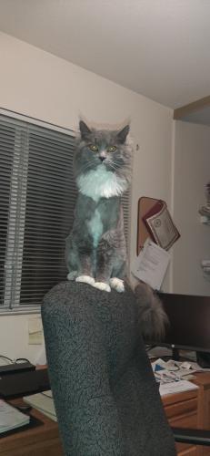 Lost Male Cat last seen Cannon Dr above Hillpointe and Wild Sage in Menifee, CA, Menifee, CA 92585