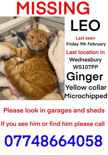 Lost Male Cat last seen ws10 7pp, West Midlands, England WS10 7PP