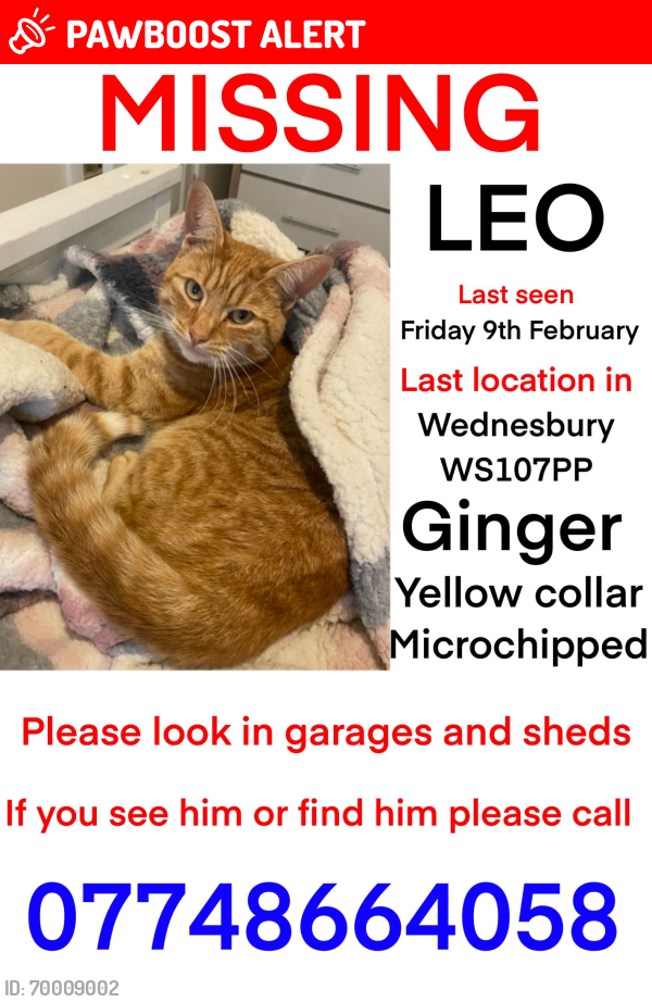 Lost Male Cat last seen ws10 7pp, West Midlands, England WS10 7PP