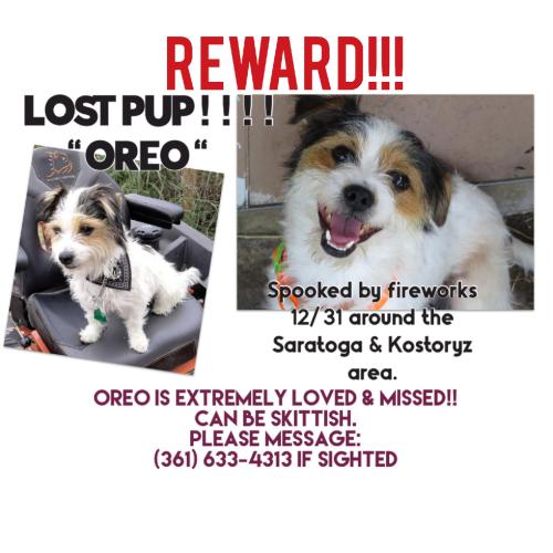 Lost Male Dog last seen Mary carroll High School, Corpus Christi, TX 78415