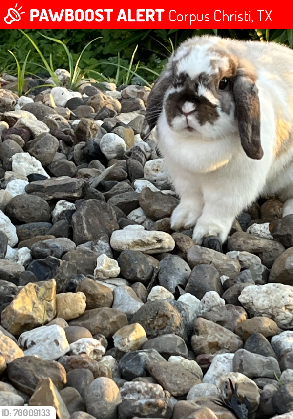 Lost Female Rabbit last seen Wood River Dr., Corpus Christi, TX 78410