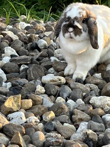 Lost Female Rabbit last seen Wood River Dr., Corpus Christi, TX 78410