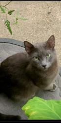 Lost Female Cat last seen McDonald's on Culebra & 410 access or Parking grge at Methodist hosp on Floyd Curl, San Antonio, TX 78229