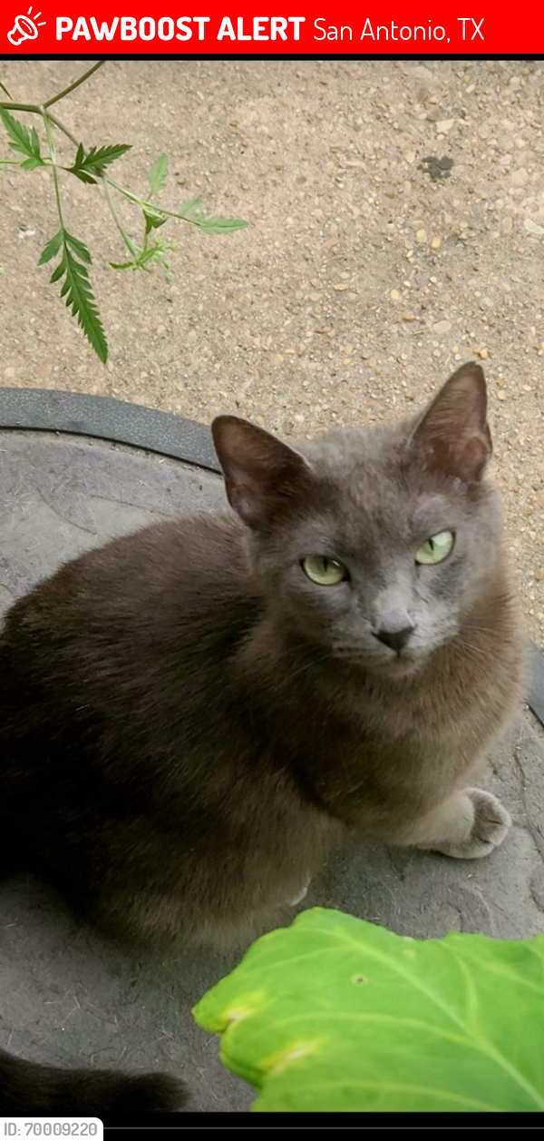 Lost Female Cat last seen McDonald's on Culebra & 410 access or Parking grge at Methodist hosp on Floyd Curl, San Antonio, TX 78229