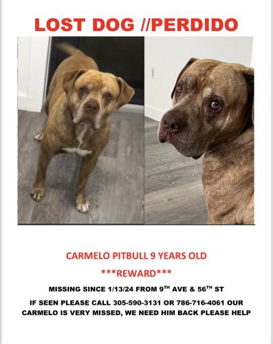Lost Male Dog last seen Near nw 56st street, Miami, FL 33127