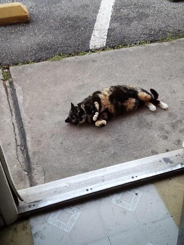 Lost Female Cat last seen 22East, Lebanon, NJ 08833