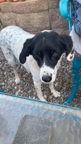 Lost Female Dog last seen Eastland and Treat, Tucson, AZ 85716