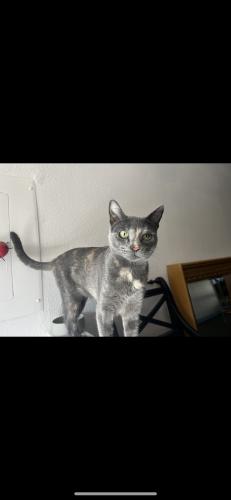 Lost Female Cat last seen E combs & N Gantzel, San Tan Valley, AZ 85140