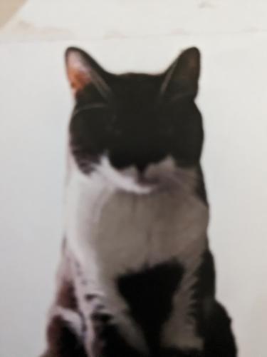 Lost Unknown Cat last seen Iowa, Melbourne, IA 50162