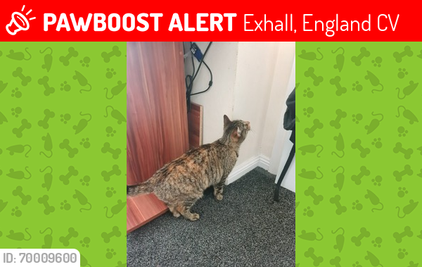 Lost Female Cat last seen School lane, Exhall, England CV7