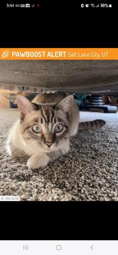 Lost Female Cat last seen Near s 1500 e, Salt Lake City, UT 84105