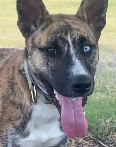 Lost Female Dog last seen Rockwall , Rockwall, TX 75087