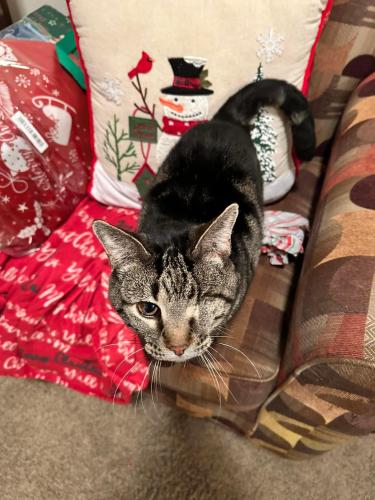 Lost Male Cat last seen Ashland Dr, match point Dr, Jackson Dr, Ammon, ID 83406