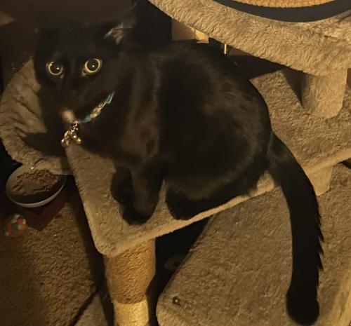 Lost Female Cat last seen E. 27th St. and Oakley Ave., Kansas City, MO 64127