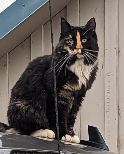 Lost Female Cat last seen Between Happy Valley & Southside Rds, Bowmont Rd, ID 83686