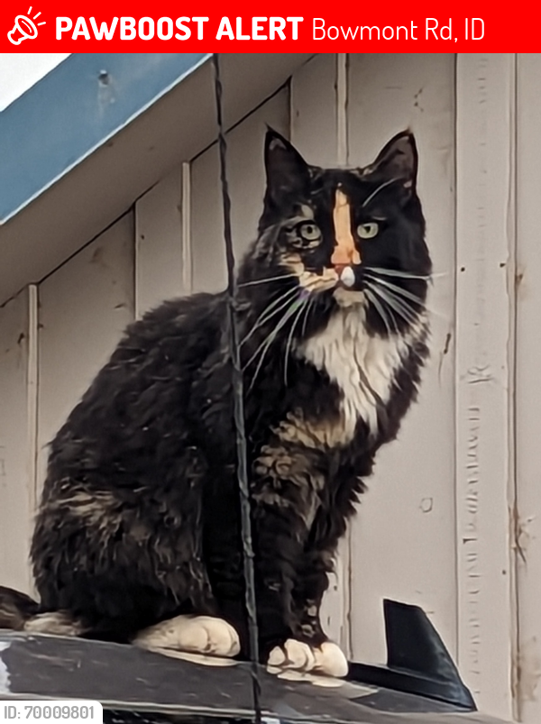 Lost Female Cat last seen Between Happy Valley & Southside Rds, Bowmont Rd, ID 83686
