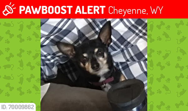 Lost Female Dog last seen 4th street , Cheyenne, WY 82007