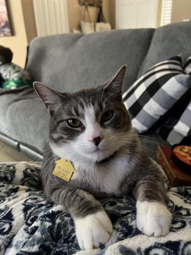 Lost Male Cat last seen Grovewood and Lincoln, Valle Vista, CA 92544