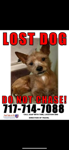 Lost Male Dog last seen Mt. Rose & Prospect St. , York, PA 17403